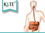 11-1. Organs of the Digestive System